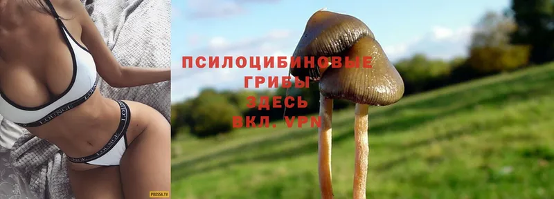 купить  цена  Стерлитамак  Галлюциногенные грибы Psilocybine cubensis 